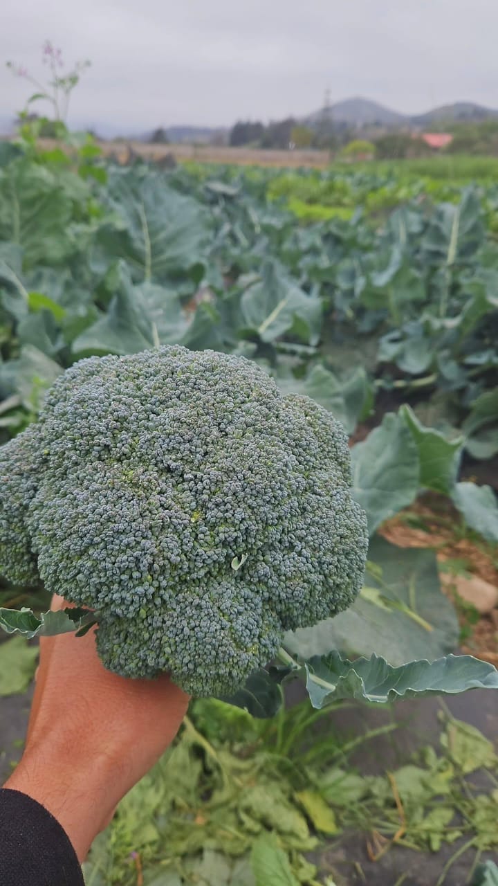 Brócoli Unidad