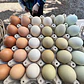 🥚 Huevos de Campo Criollos - Miniatura 1