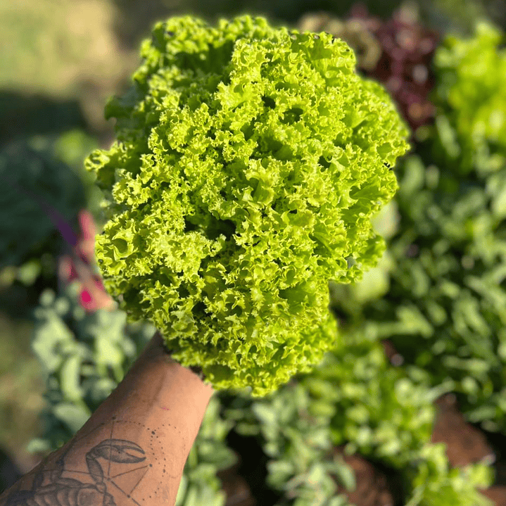 🥬 Lechuga Bacchus Verde 1