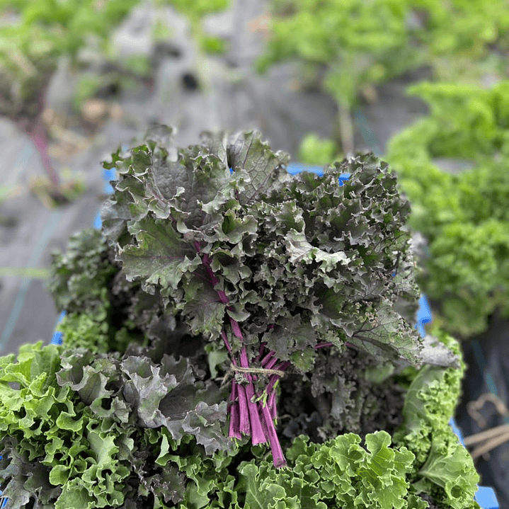 🟣 Kale Curly Morado 1