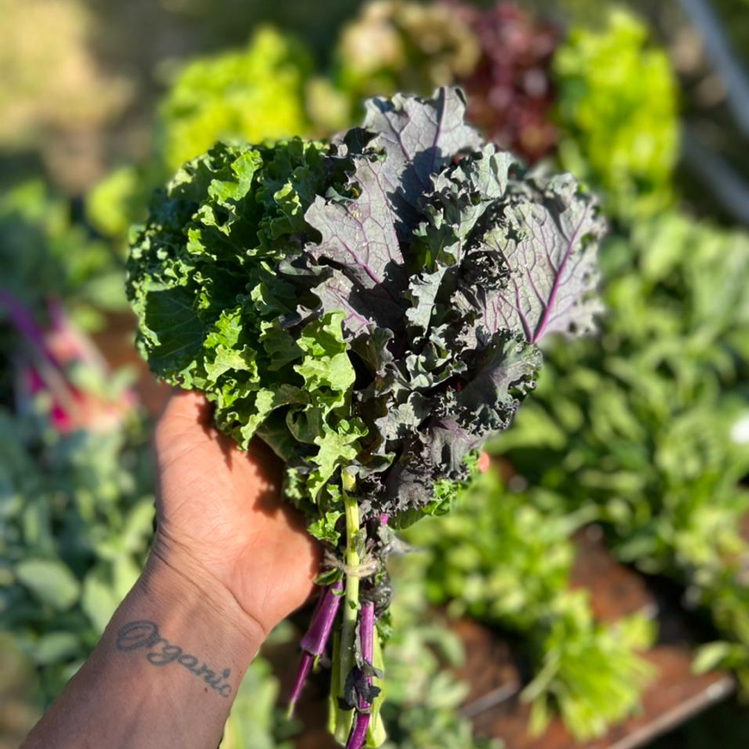 🟣 Kale Curly Morado 2