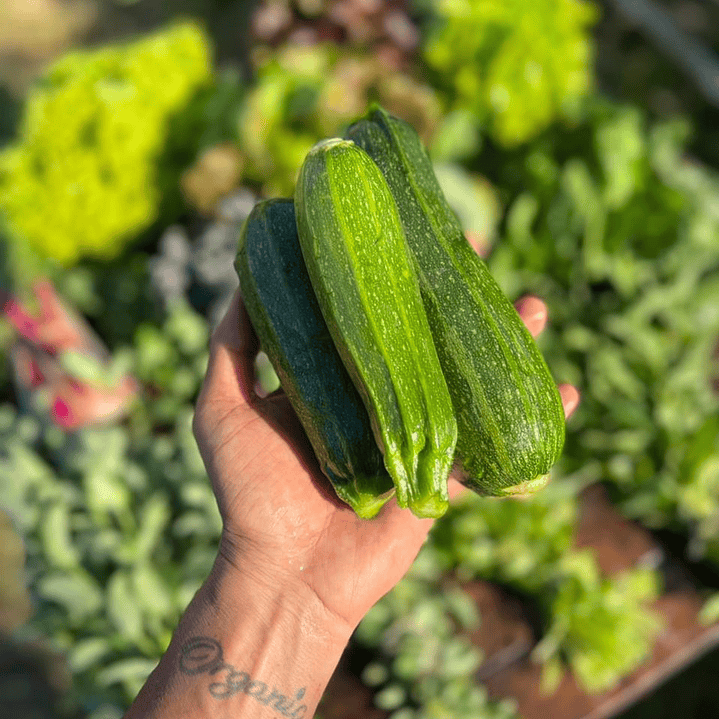 🥒 Zapallo Italiano 1