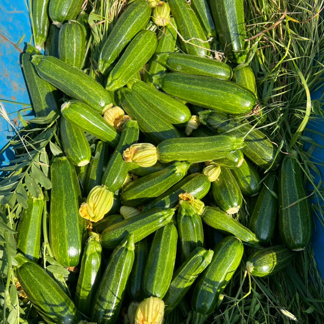 🥒 Zapallo Italiano 2