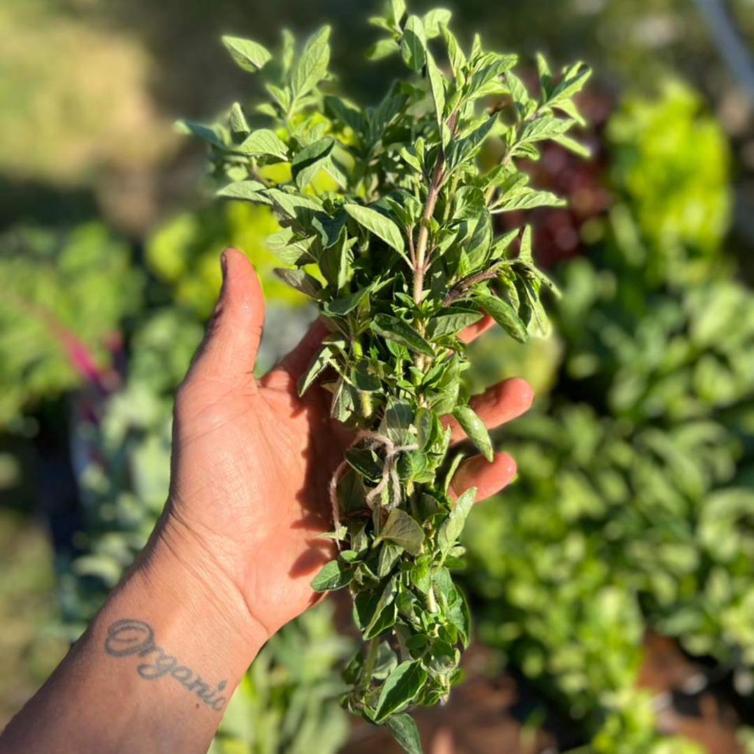 🌿 Orégano 2