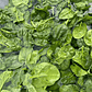 🥬 Espinaca Baby - Miniatura 2