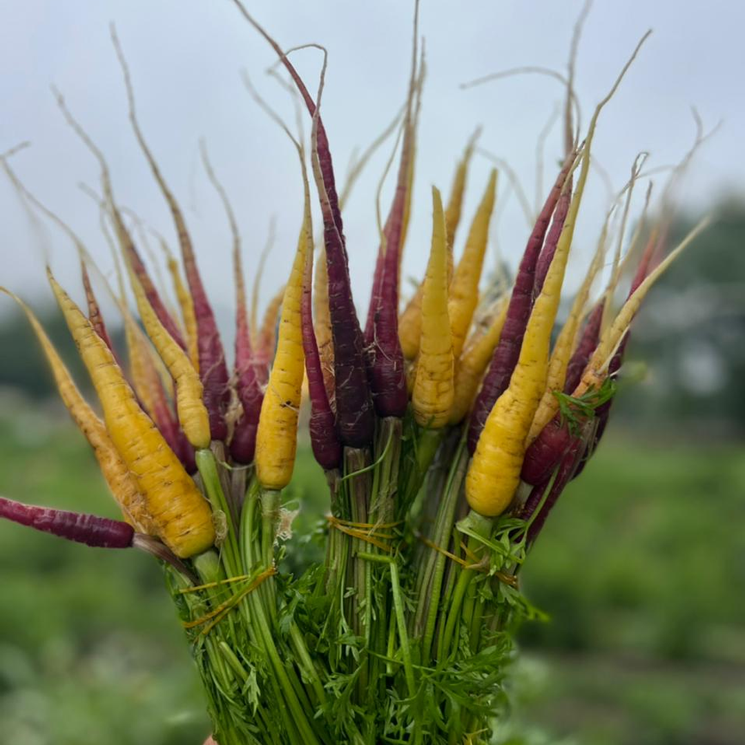 🥕Zanahoria Baby Color 3