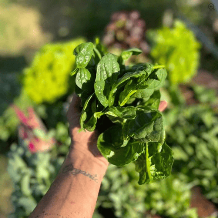 🥬 Espinaca Baby 1