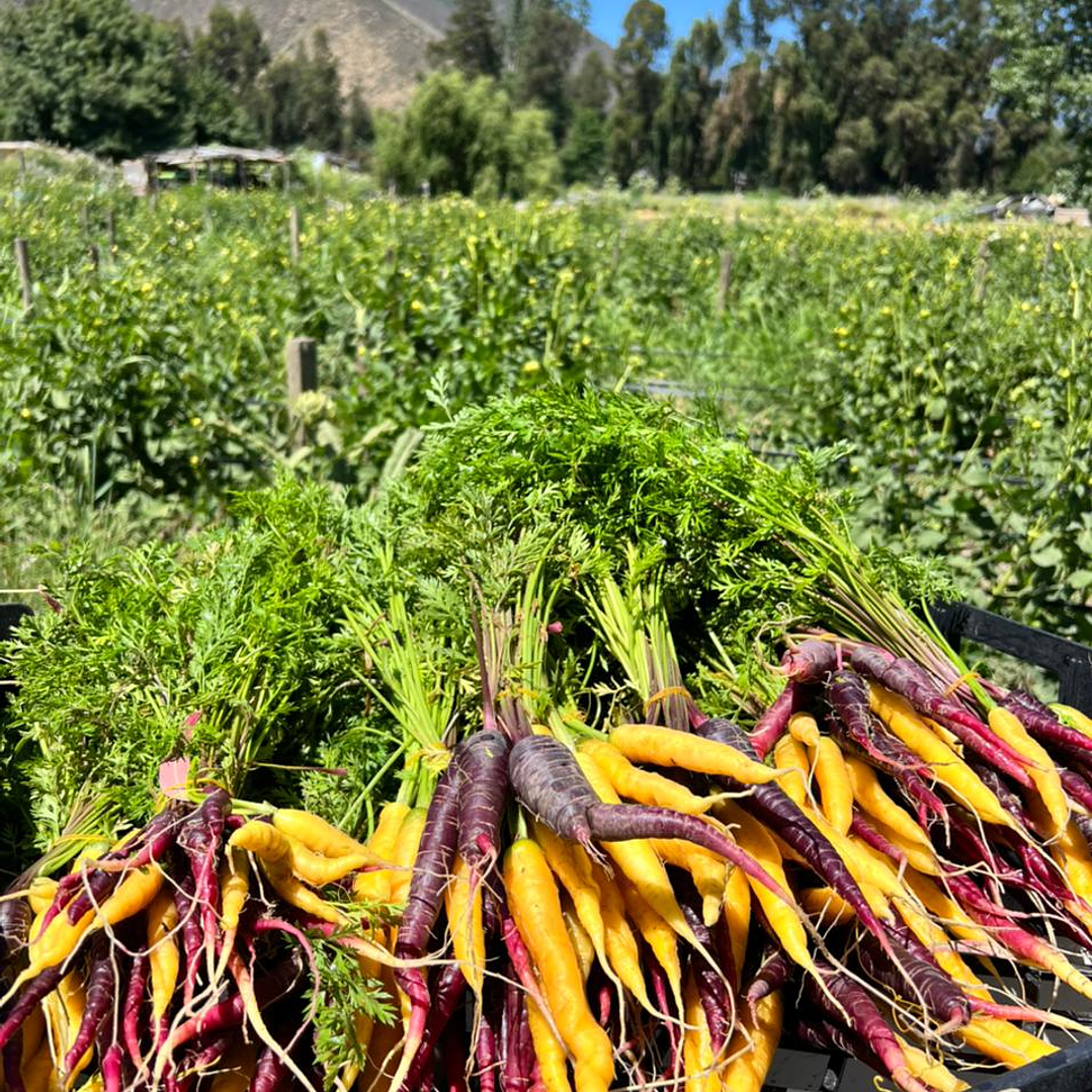 🥕Zanahoria Baby Color 1