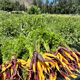 🥕Zanahoria Baby Color