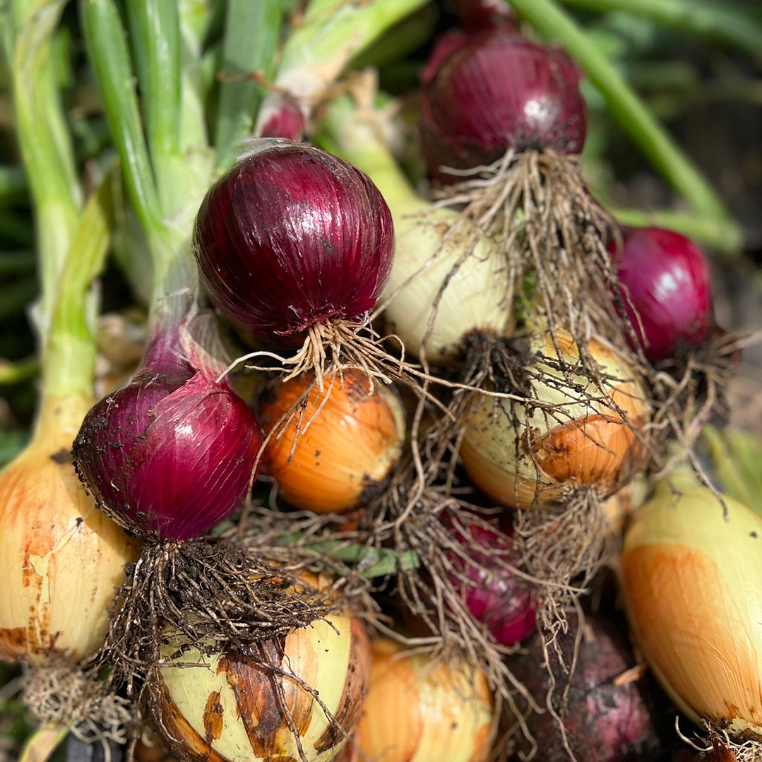 🧅Cebollas Nuevas 2