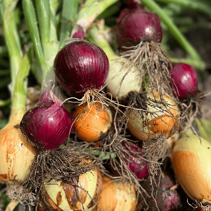 🧅Cebollas Nuevas 2