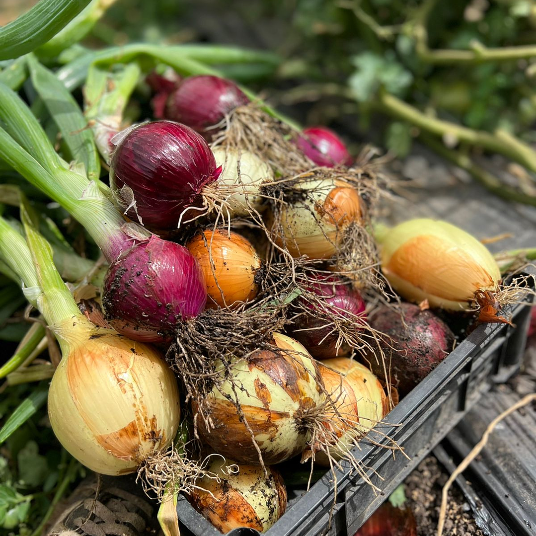🧅Cebollas Nuevas 3