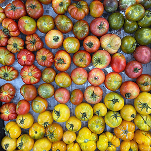 🍅 Tomates Cocktail Mediano Color y Variedades
