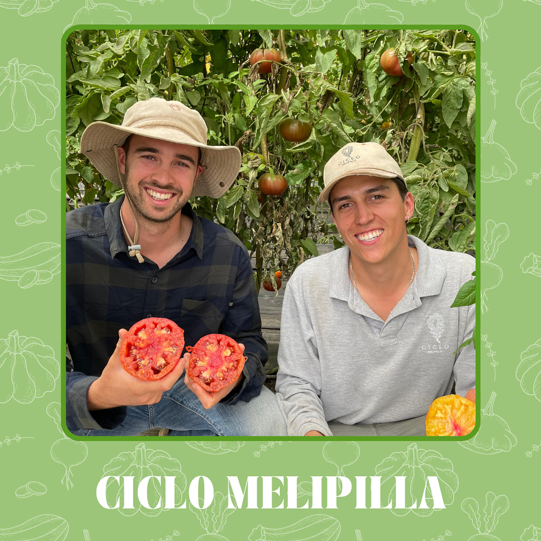 🍅 Tomate Limachino 4