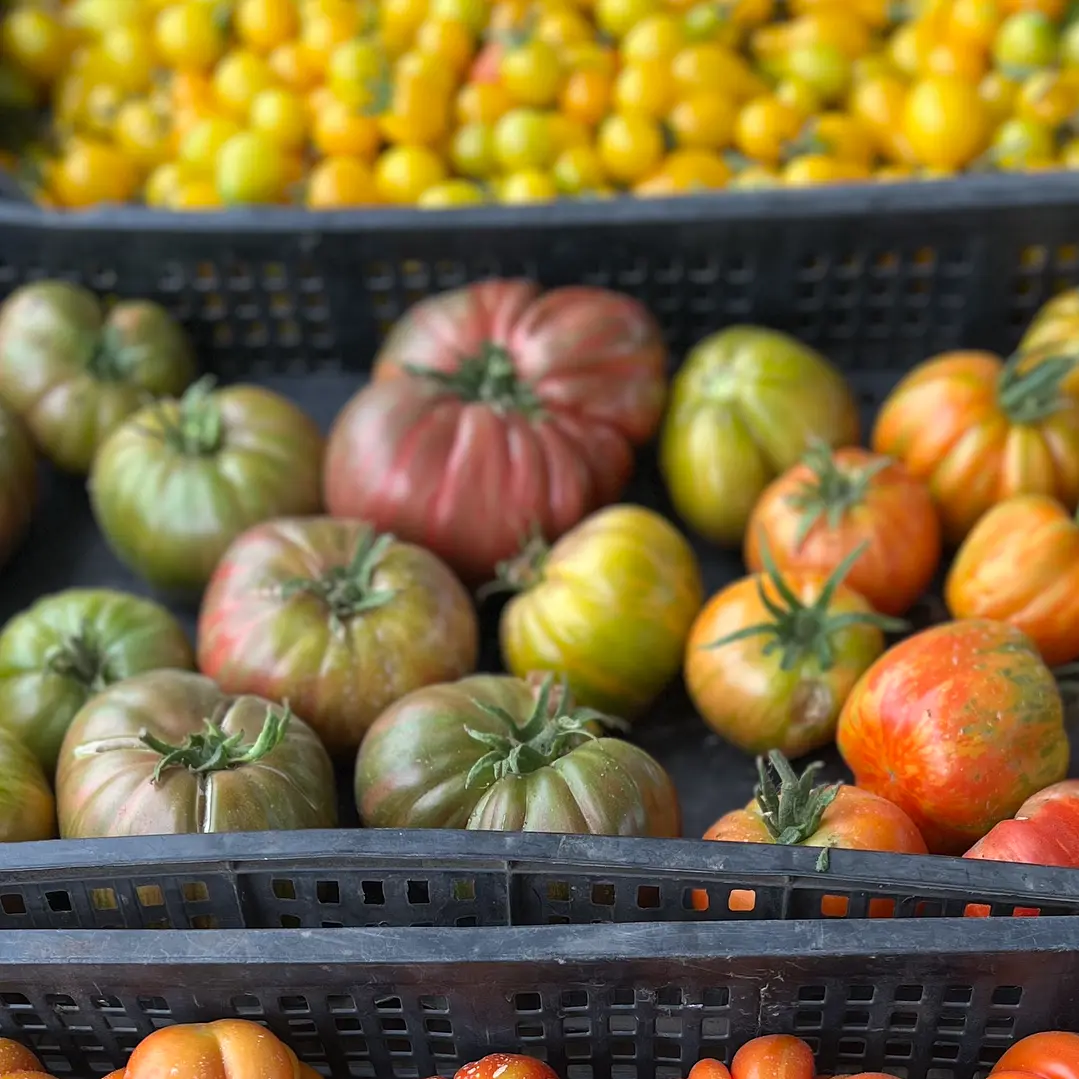 🍅 Tomate Cherokee 1