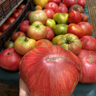 🍅 Tomate Pink Jazz