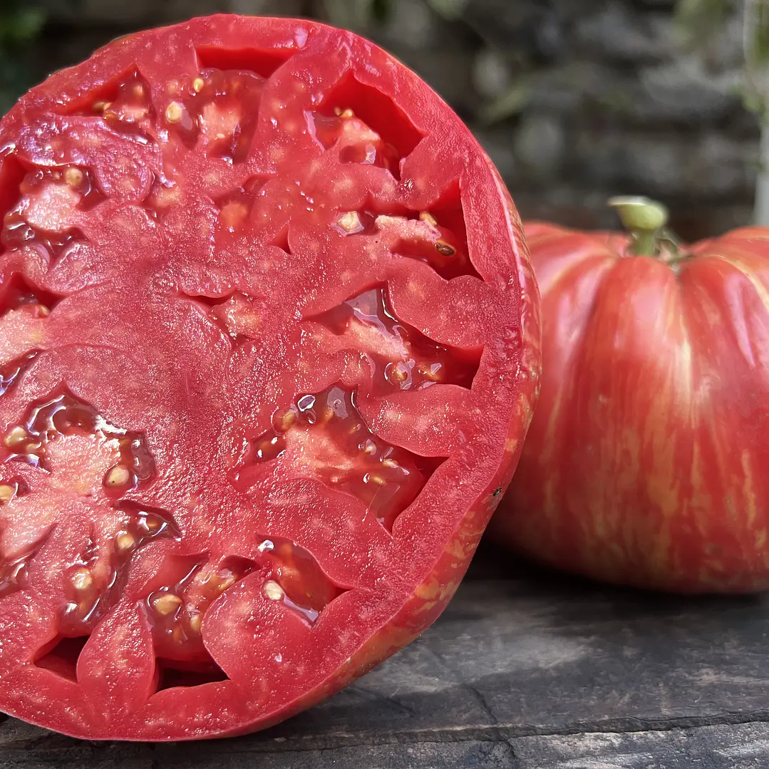 🍅 Tomate Pink Jazz 2