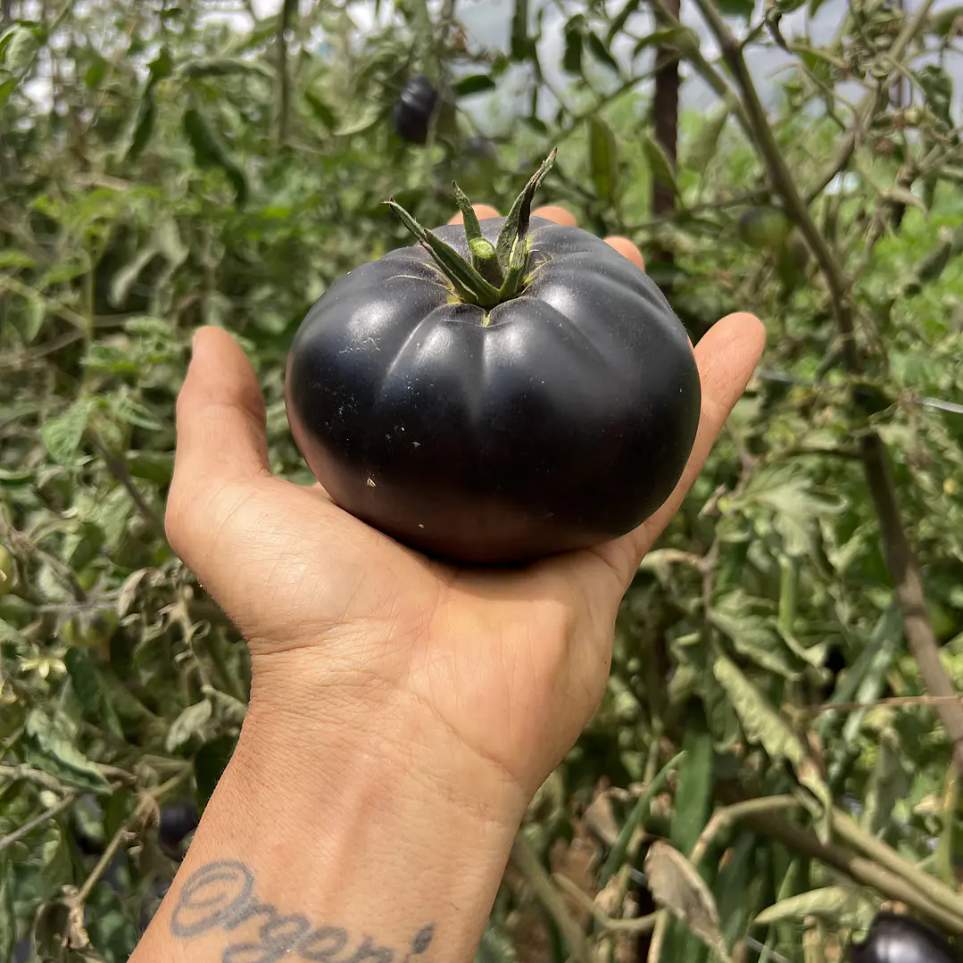 🍅 Tomate Black Beauty 1