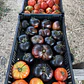 🍅 Tomate Black Beauty - Miniatura 5
