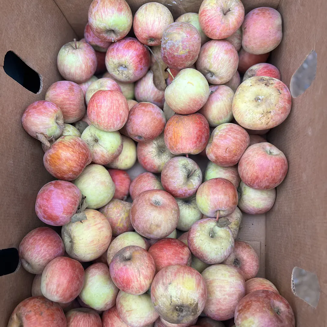 🍎 Manzana Fuji  1