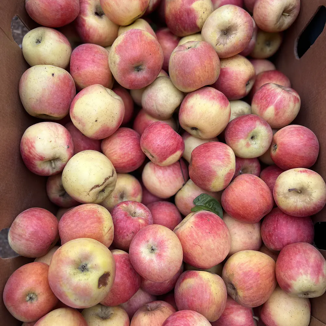 🍎 Manzana Ambrosía 1