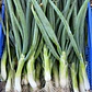 🧅Cebollín - Miniatura 3