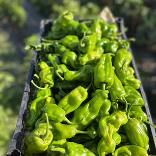 🌶️ Pimenton Padron