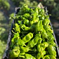 🌶️ Pimenton Padron - Miniatura 1