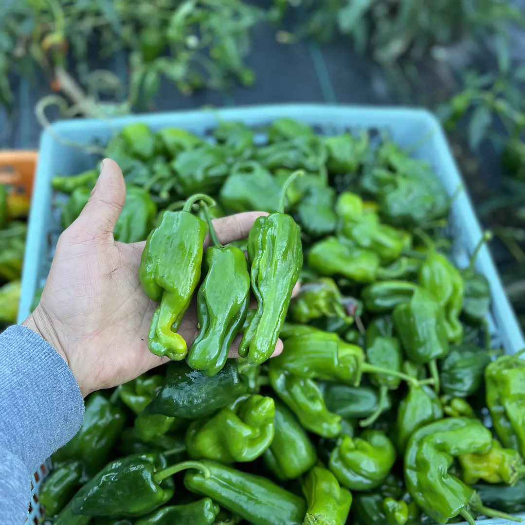 🌶️ Pimenton Padron 3