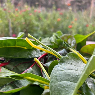 🥬 Acelga Baby Color