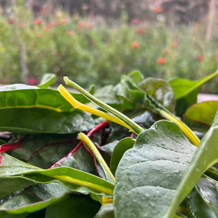 🥬 Acelga Baby Color 1