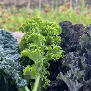 🌿 Kale Mix