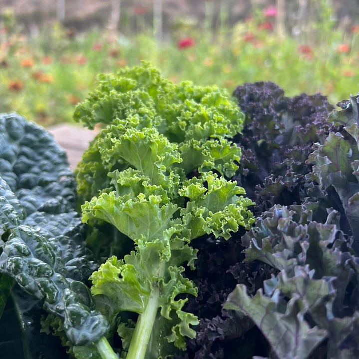 🌿 Kale Mix 1