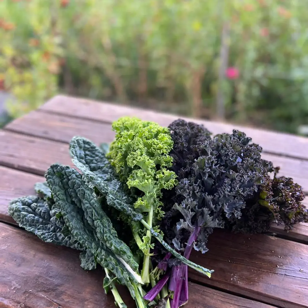 🌿 Kale Mix 3