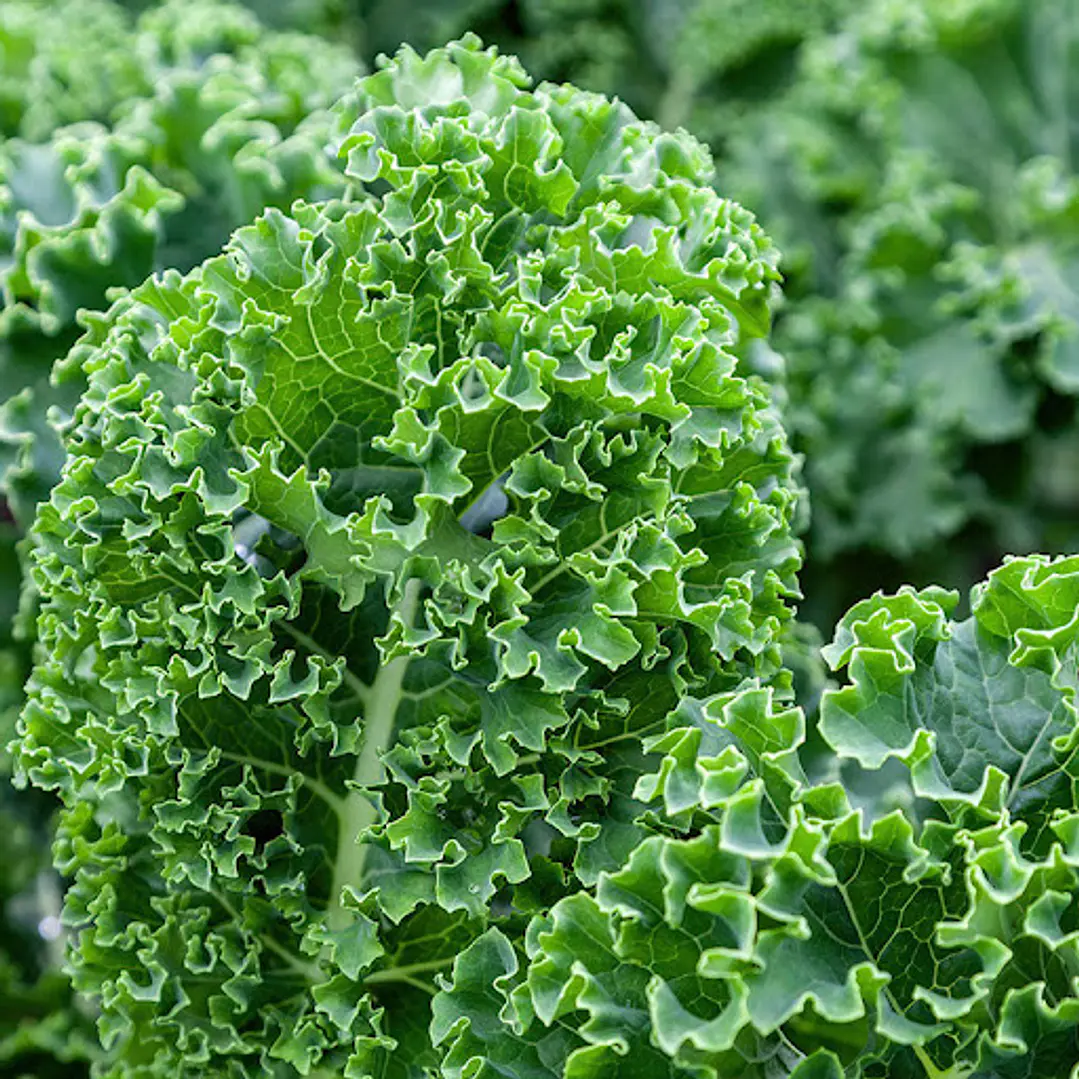 🌿 Kale Curly 1