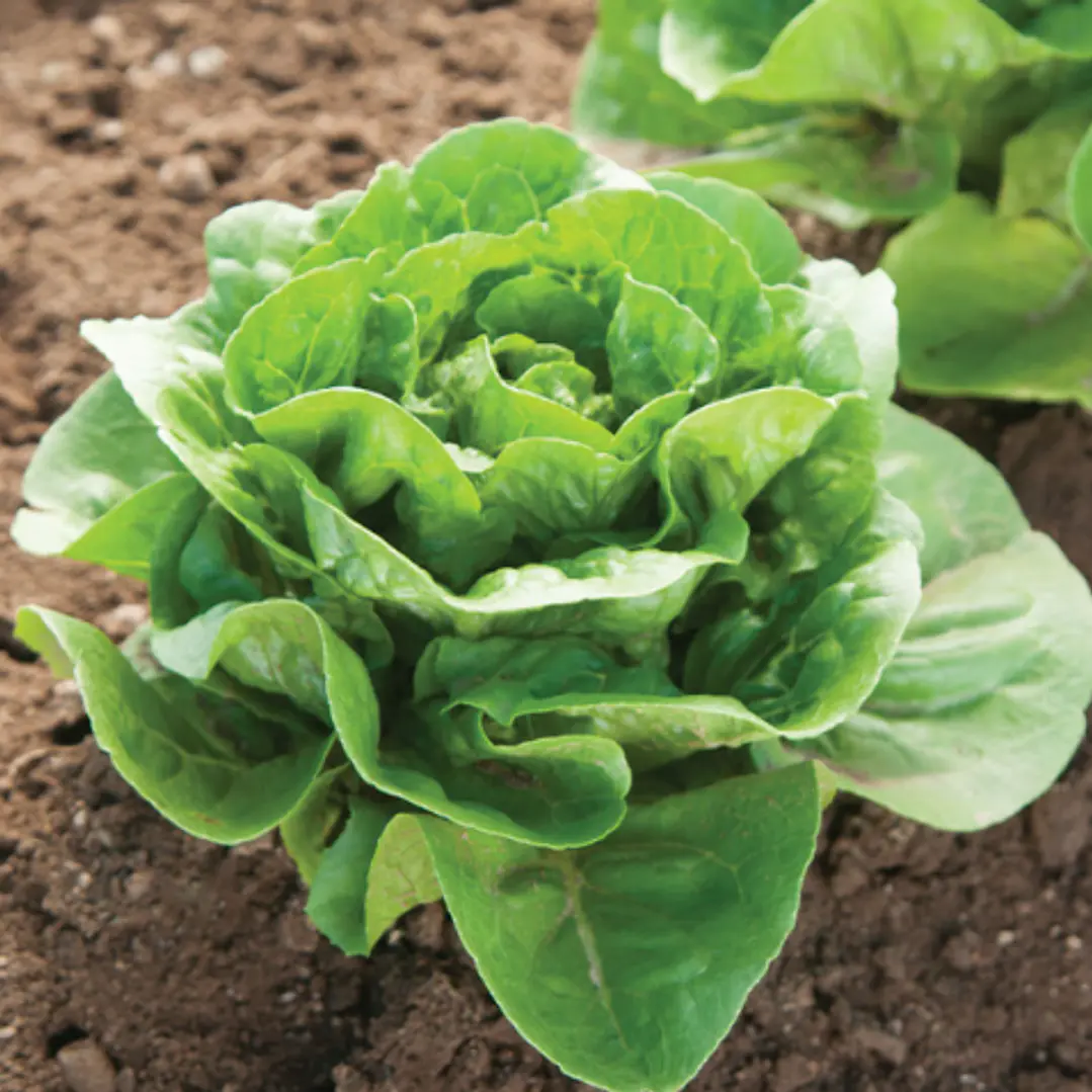 🥬 Lechuga Milanesa 1