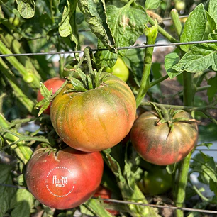 🍅 Tomate Carbon