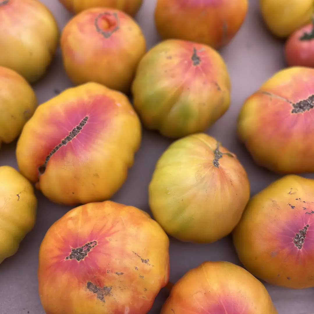 🍅 Tomate Gold Medal 1