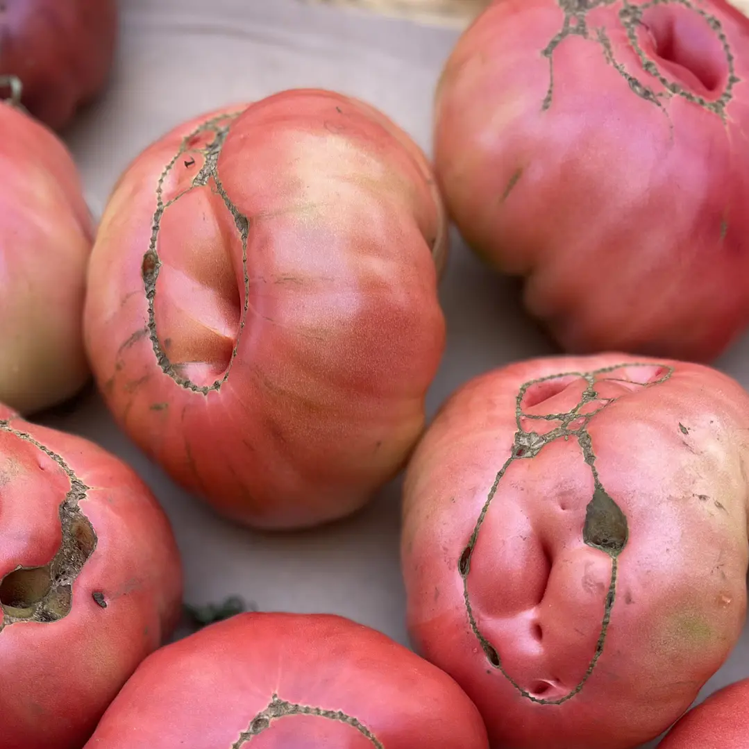 🍅 Tomate de Herencia 10
