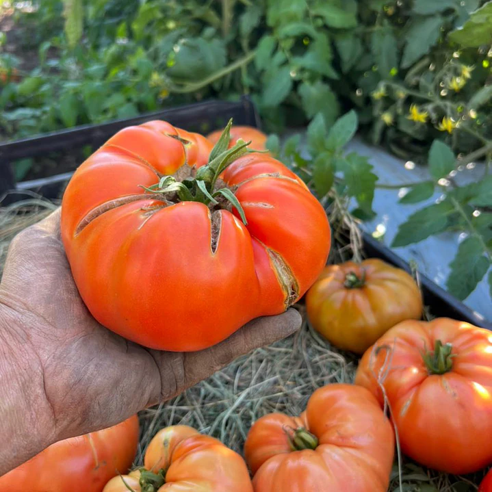 🍅 Tomate Rojo Criollo 3