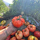 🍅 Tomate Rojo Criollo - Miniatura 2