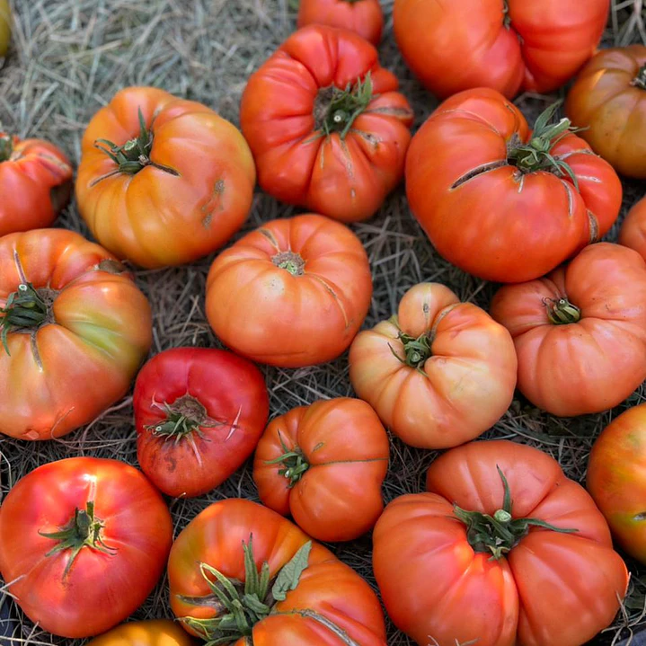 🍅 Tomate Rojo Criollo 1
