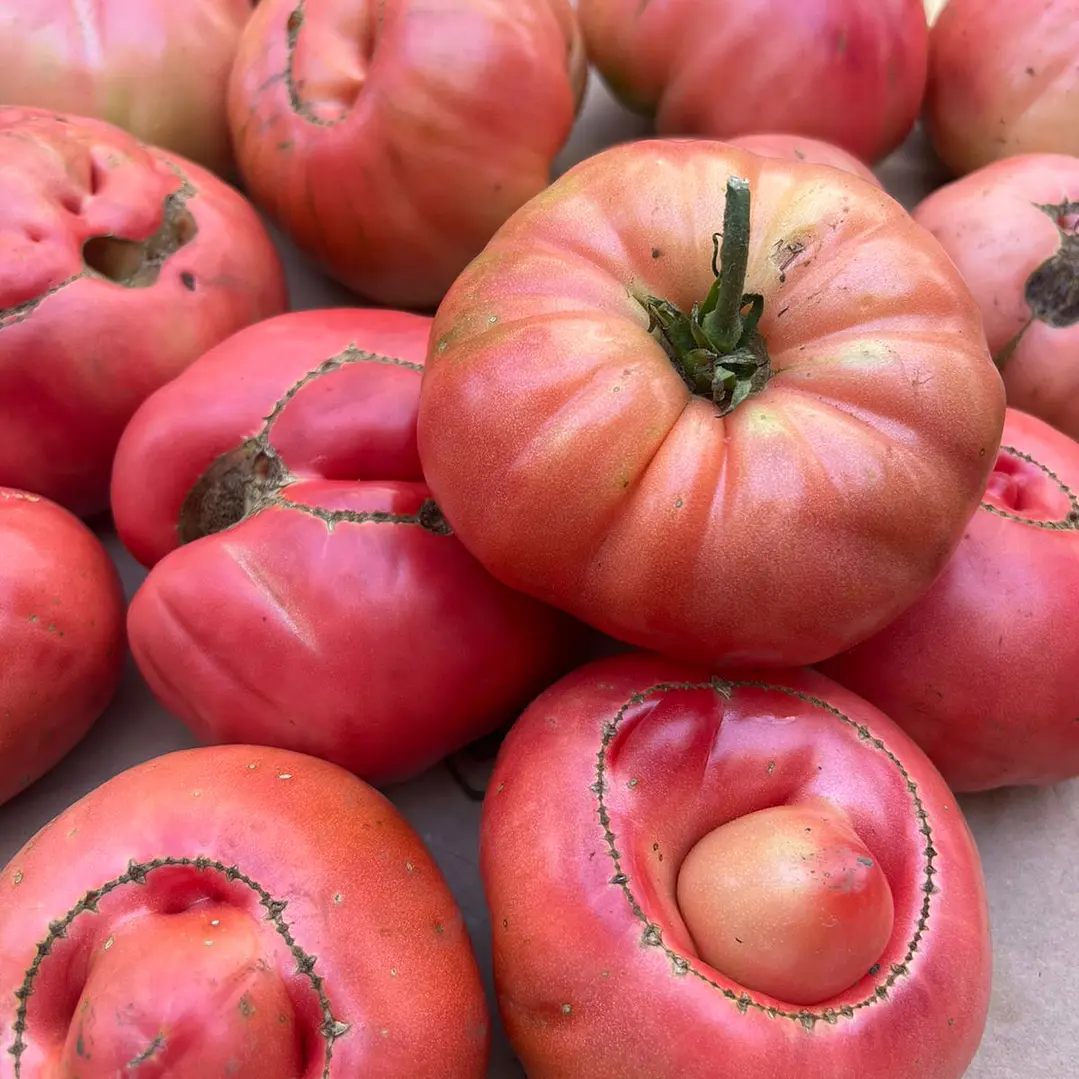 🍅 Tomate Rojo Criollo 5