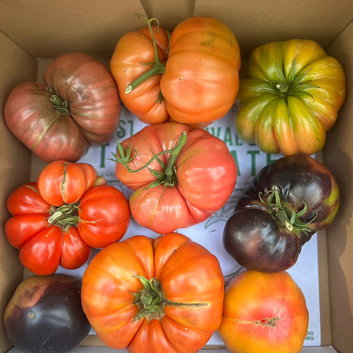 🍅 Tomate Rojo Criollo 4