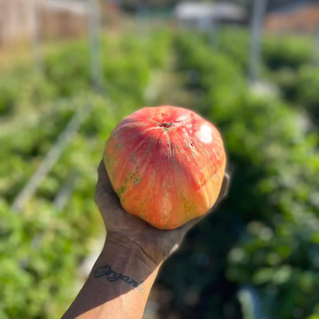 🍅 Tomate Pink Jazz 2