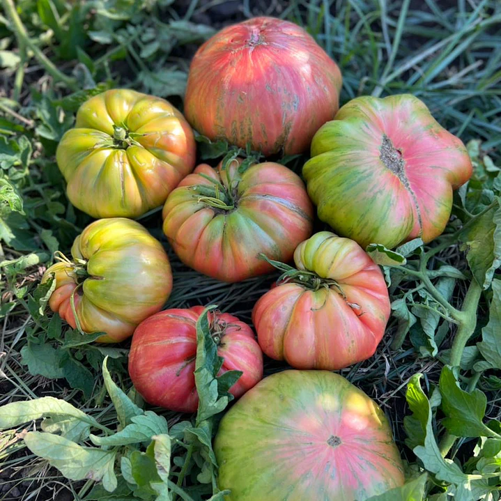 🍅 Tomate Pink Jazz 5