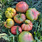 🍅 Tomate Pink Jazz - Miniatura 5