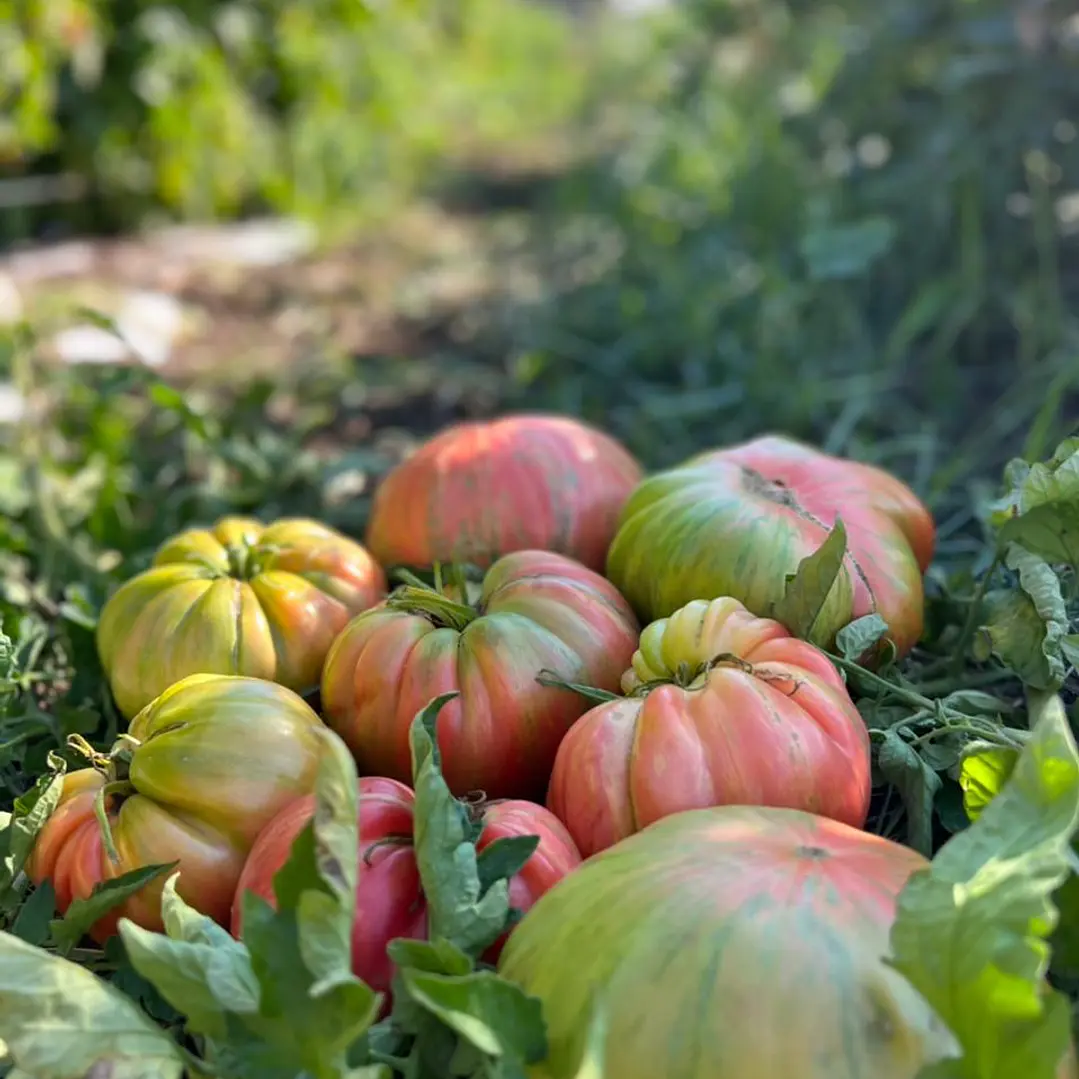 🍅 Tomate Pink Jazz 4
