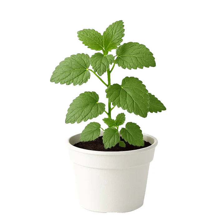 🌱Melisa 1