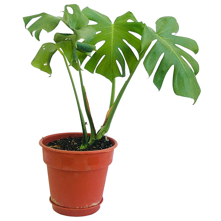 🌱Monstera 1